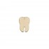 Figurina Dinte Blank - 40x30mm
